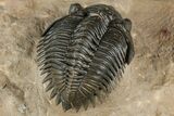 Stunning Metacanthina Trilobite - Lghaft, Morocco #339501-5